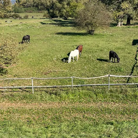 Rose * 피에슈타니